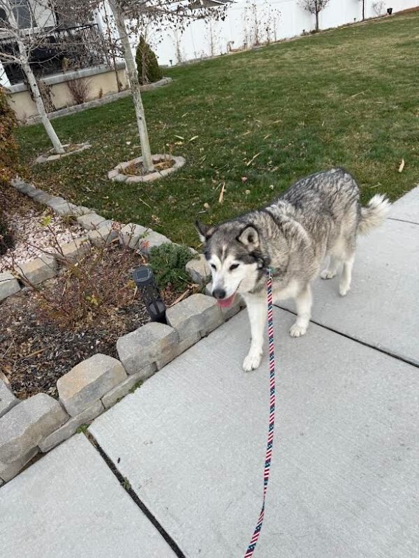 Picture of the Animal Listed